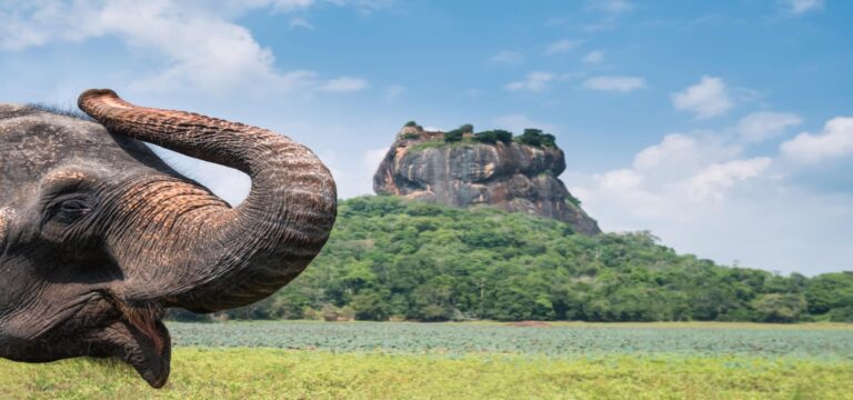 Discover Sri Lanka Tour