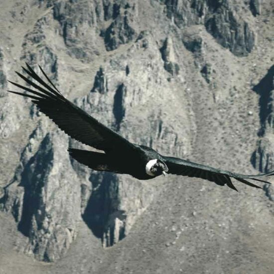 14 Day Wonders of Peru with Mancora Beach. Independent Tour