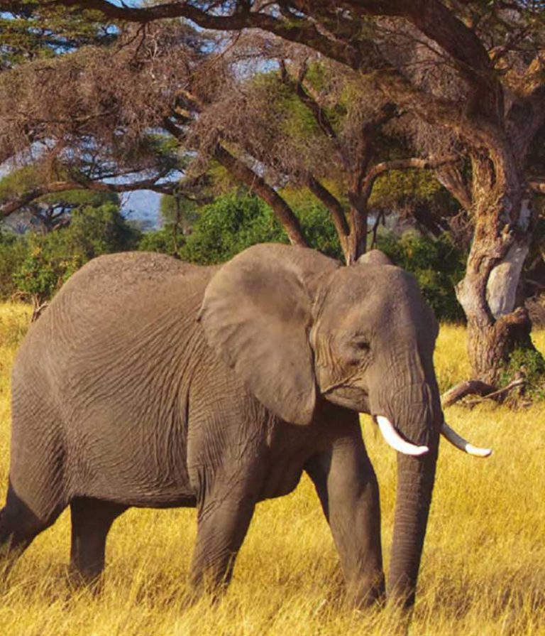 Small Group Tour. Tanzania. Kilimanjaro, Serengeti, Zanzibar