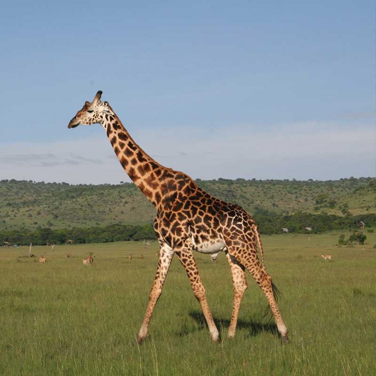 Small Group Tour. Tanzania. Kilimanjaro, Serengeti, Zanzibar