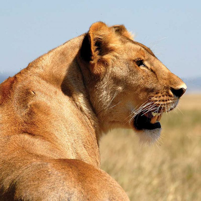 Small Group Tour. Tanzania. Kilimanjaro, Serengeti, Zanzibar