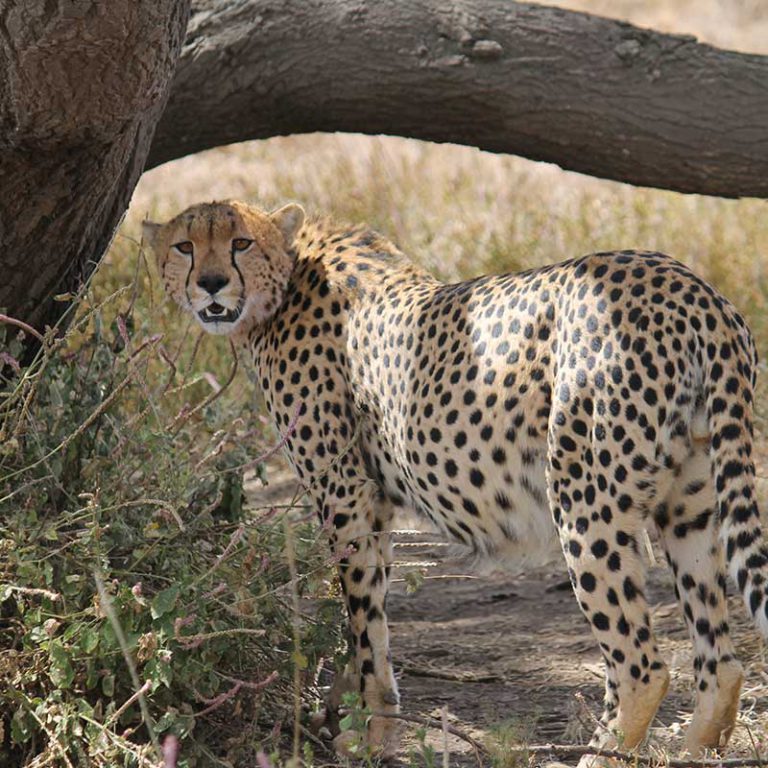 Small Group Tour. Tanzania. Kilimanjaro, Serengeti, Zanzibar