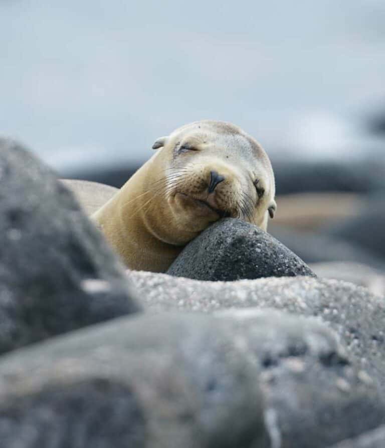 Eastern Galapagos Islands Exploration Cruise.