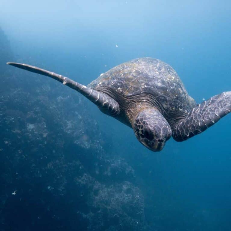 Eastern Galapagos Islands Exploration Cruise.