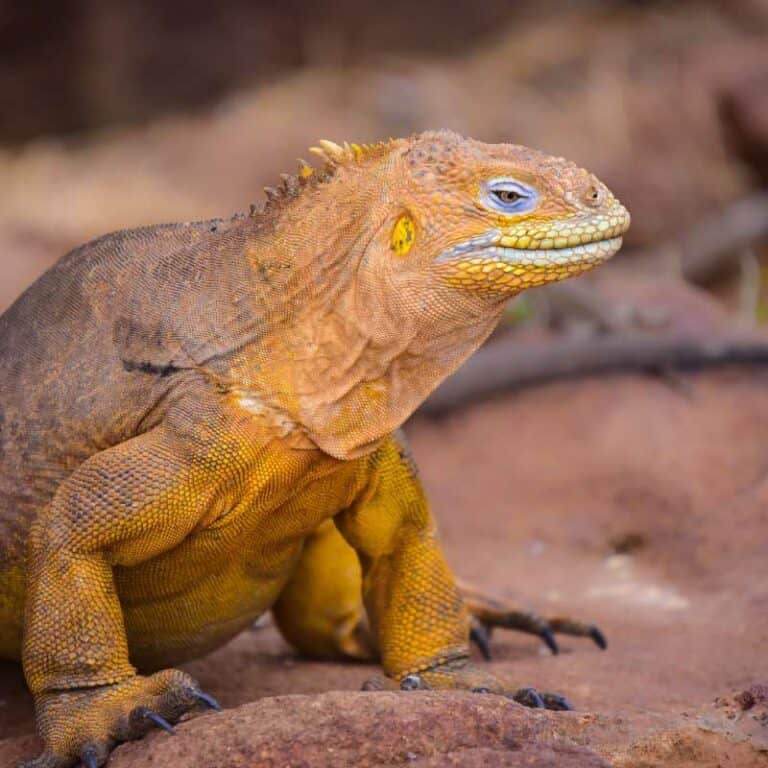 Eastern Galapagos Islands Exploration Cruise.