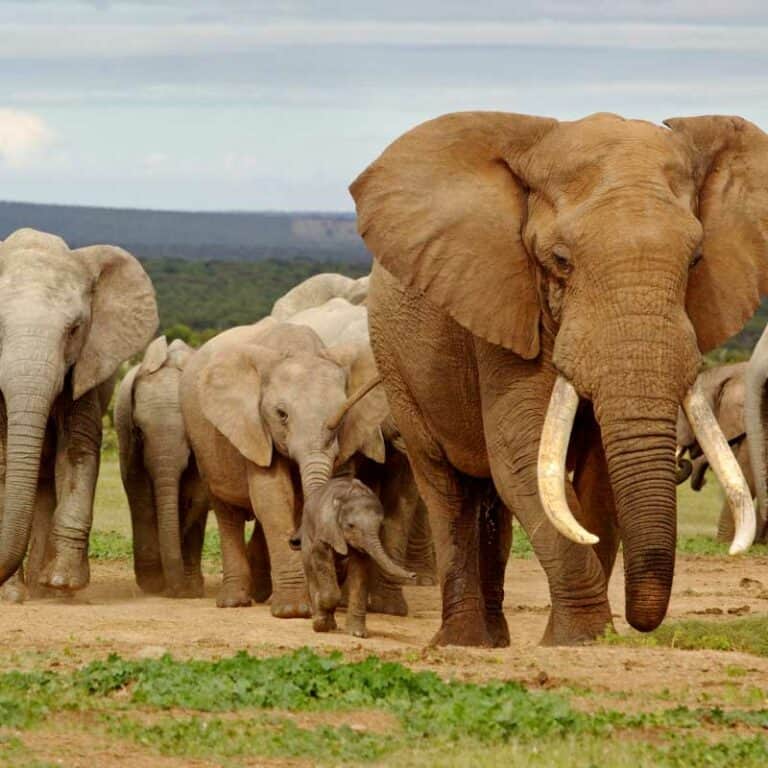 Grand Tour of South Africa