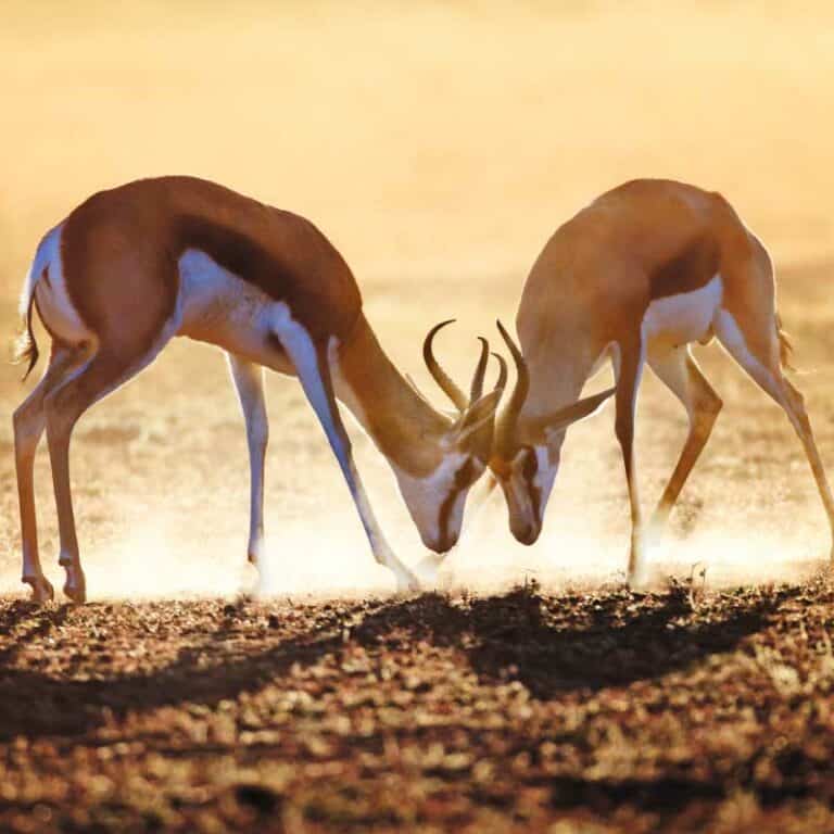 Grand Tour of South Africa