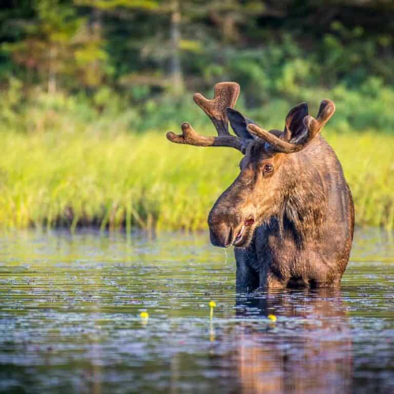 Iconic Rockies and Western Canada Escorted Tour