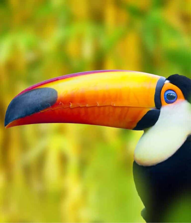 Natural Wonders of Costa Rica