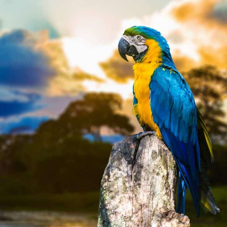 9 Day Rio, Iguassu, and the Southern Pantanal