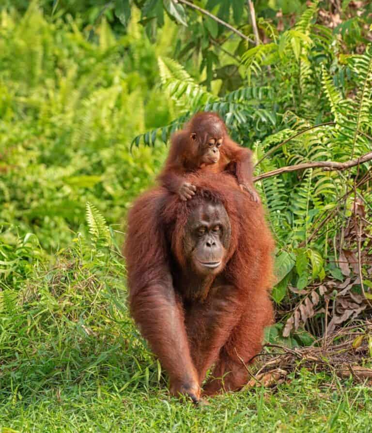 Borneo Family Holiday