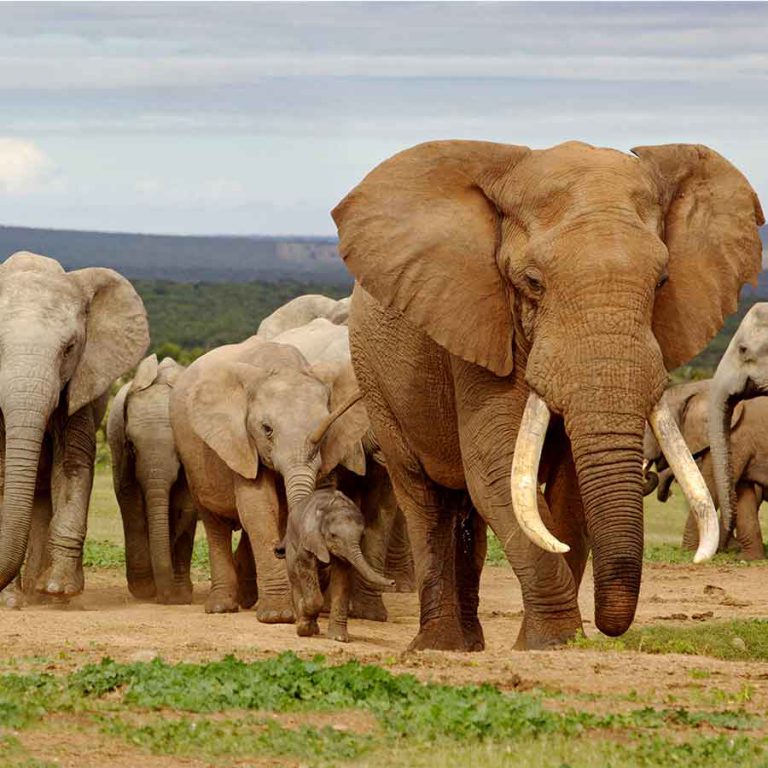 Latest Sightings at Kruger National Park. Watch it here