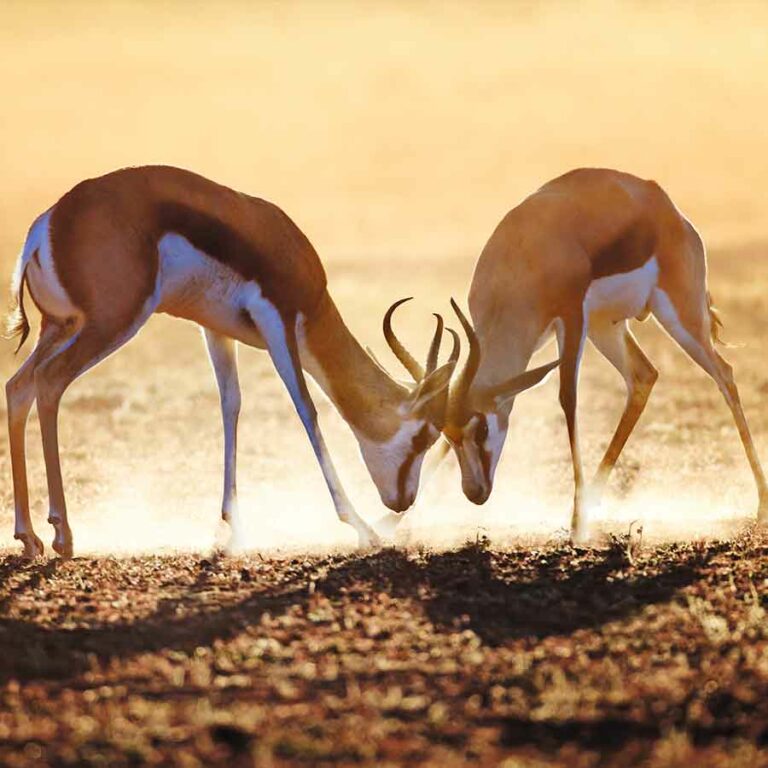 South Africa Holiday Experiences