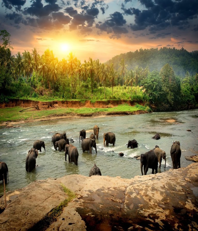 6 day Sri Lanka Scenic & Wildlife Tour