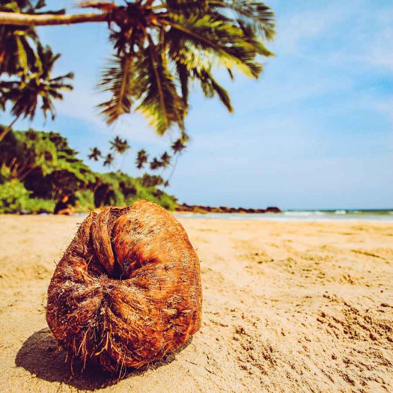 Sri Lanka Holidays