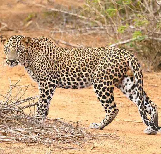 Sri Lanka National Parks and Safaris