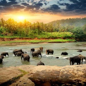 Sri Lanka National Parks and Safaris