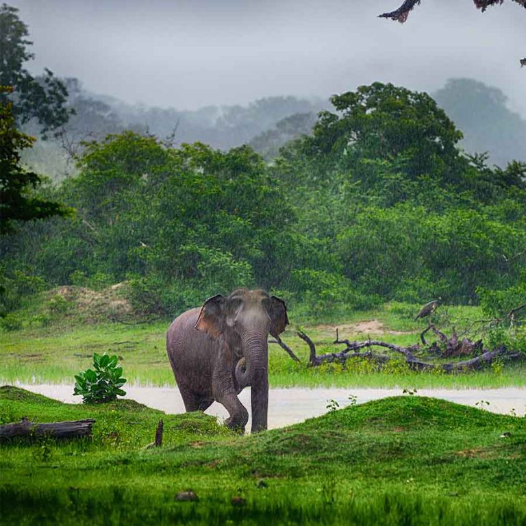 Sri Lanka Travel Guide