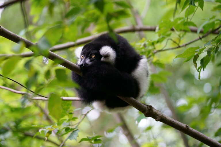A black-and-white ruffed lemur in the forest