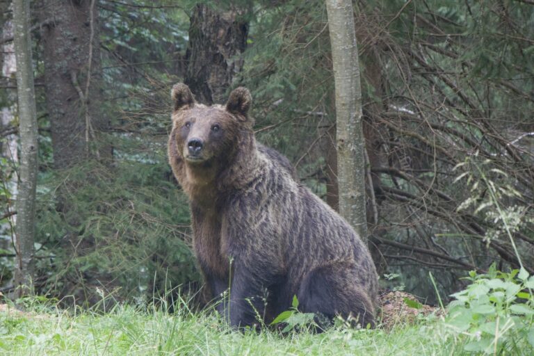 A brown bear in a Romanian forest
