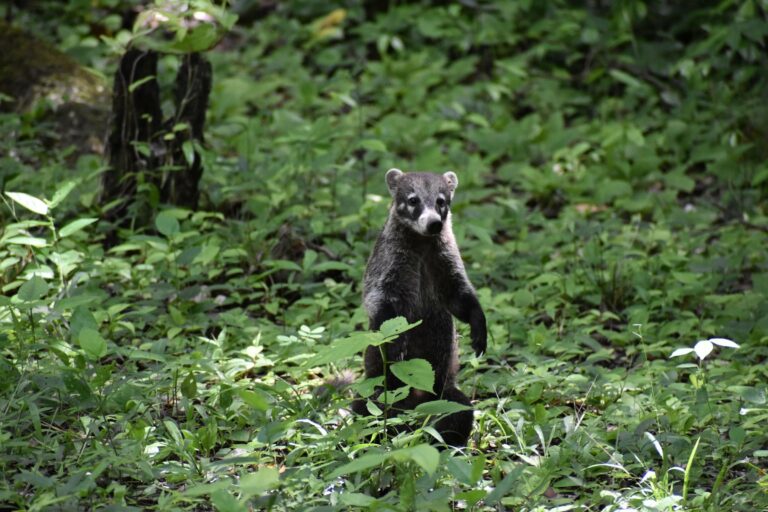 A coati in the forest of Petén, Guatemala