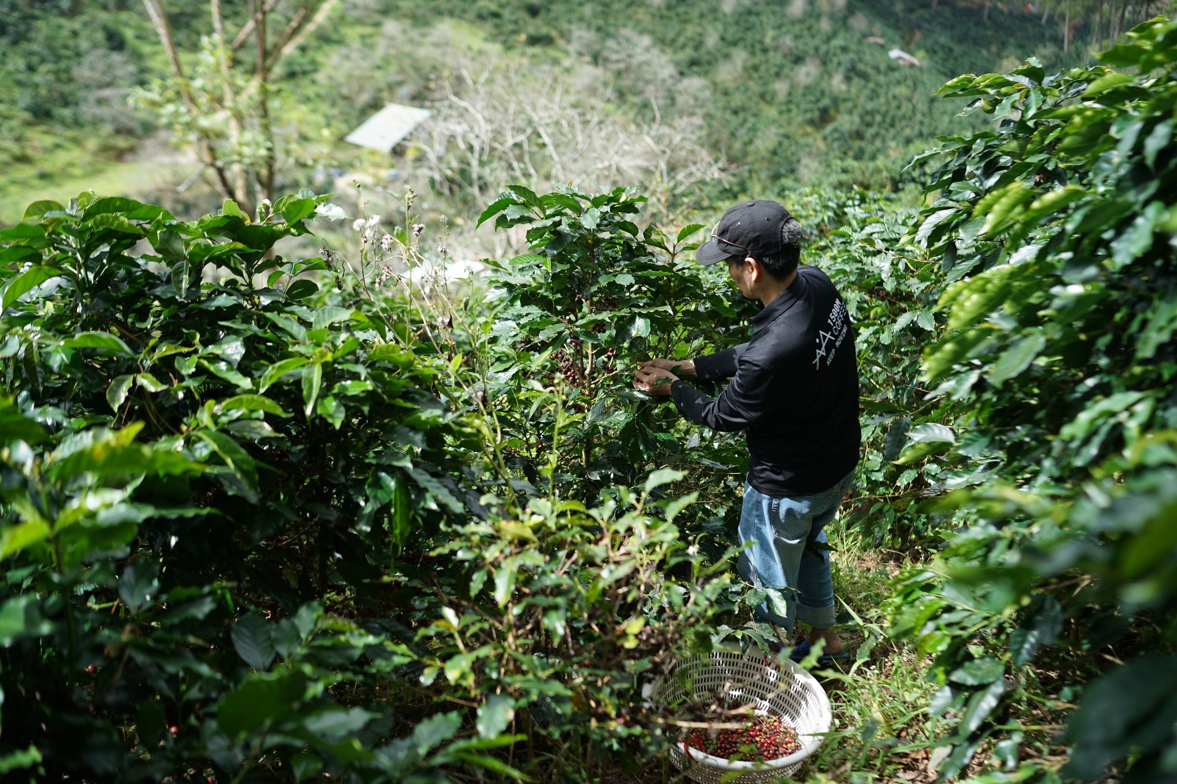 A farmer harvesting coffee on a hillside