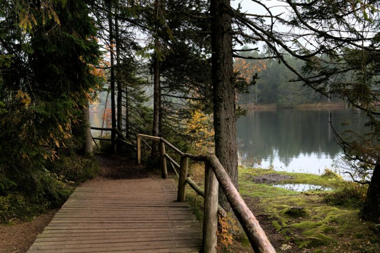 A forest boardwalk beside a Finnish lake