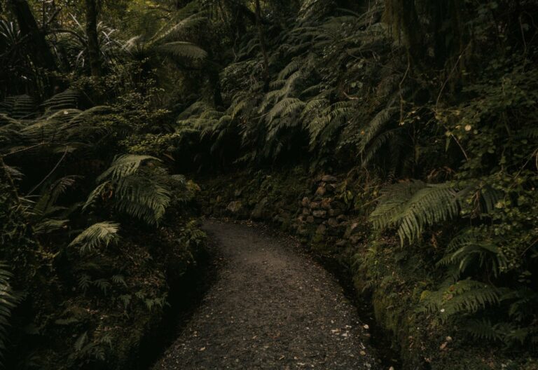A forest path through ferns in New Zealand