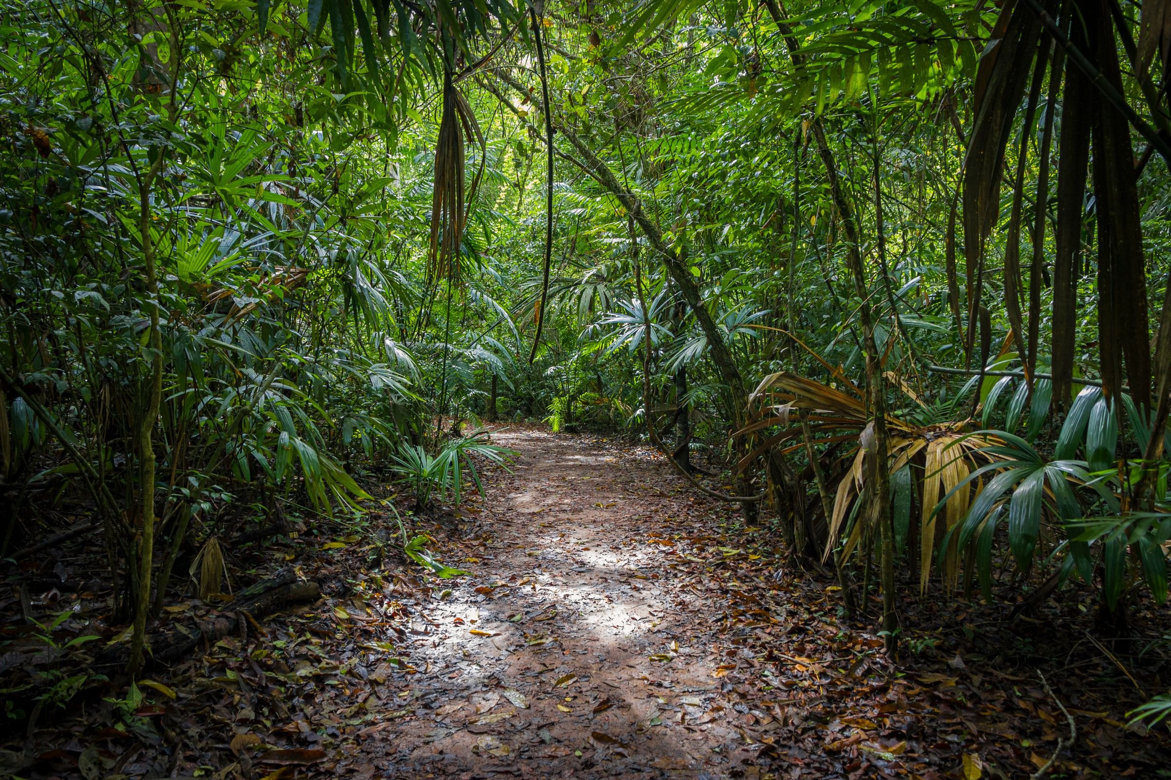 A forest path through the jungle