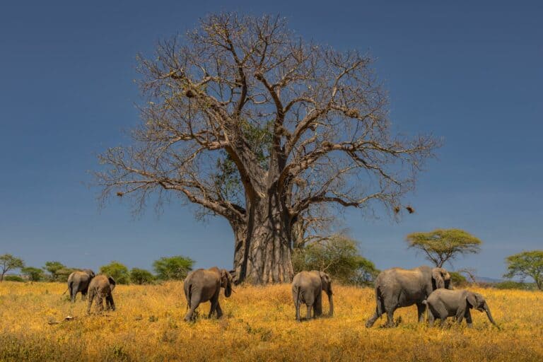 Tarangire