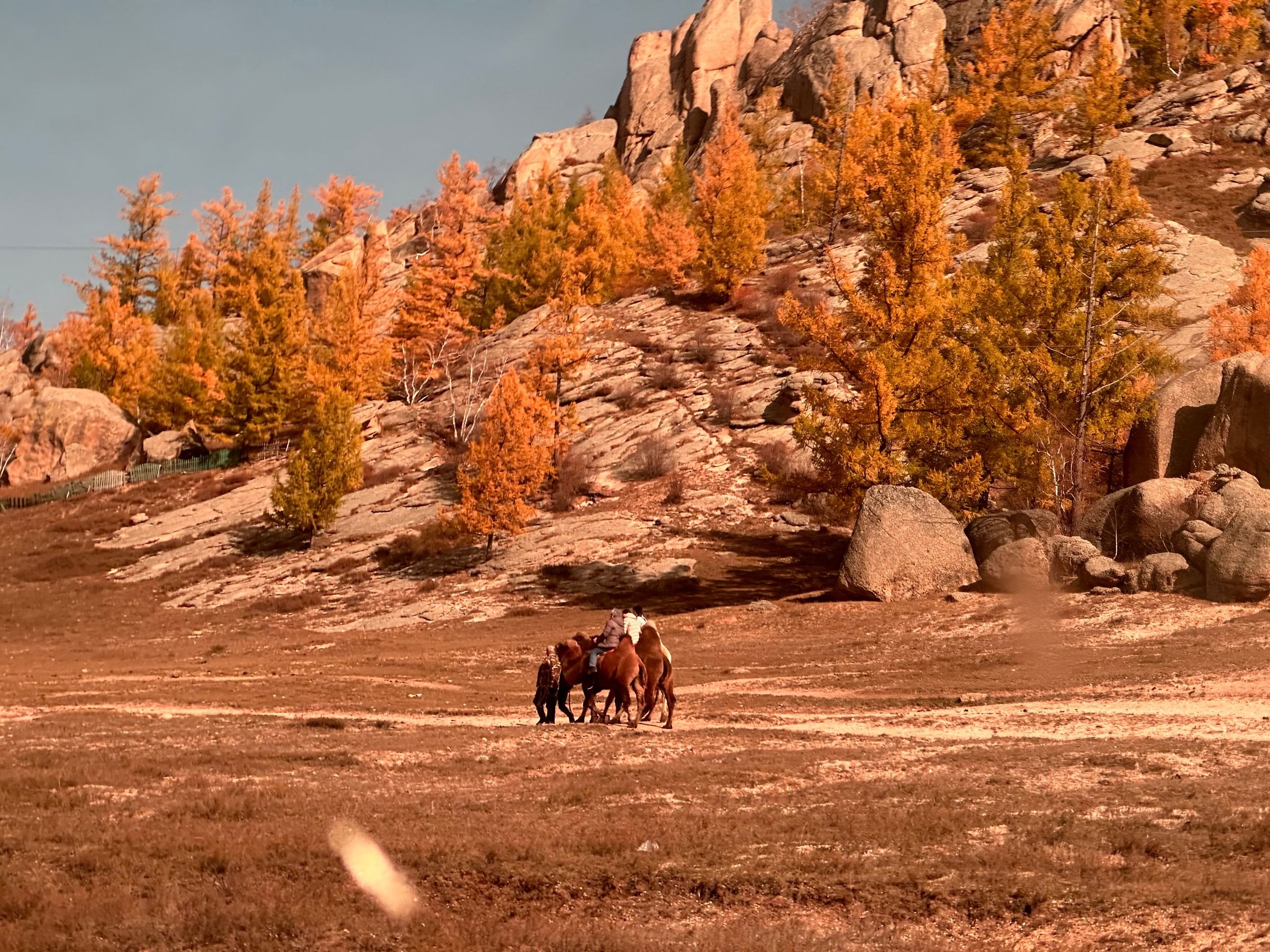 A horse rider among autumn larches and rocks in Mongolia