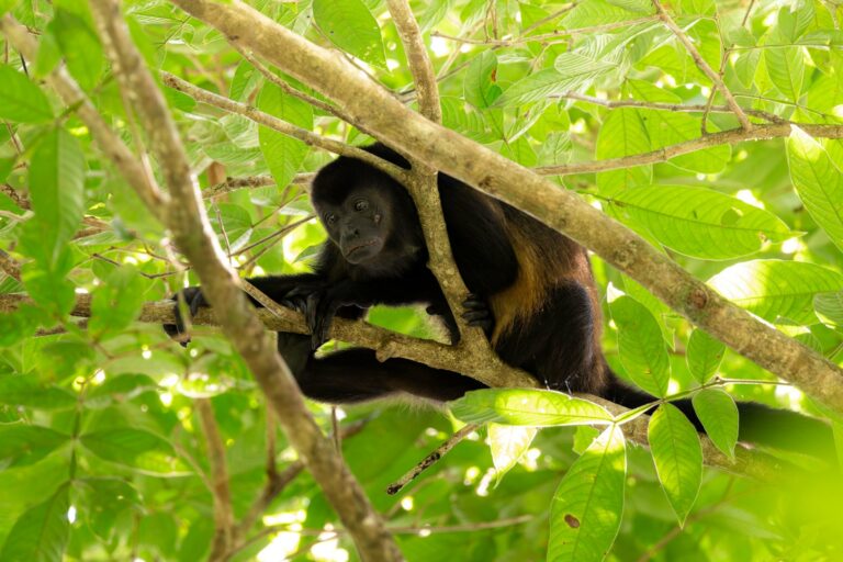 A howler monkey resting in a tree