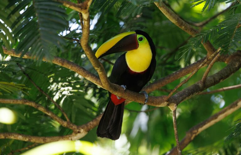 A keel-billed toucan, Belize's national bird