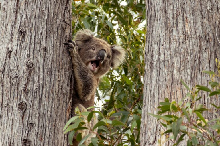 A koala climbing between eucalyptus trees