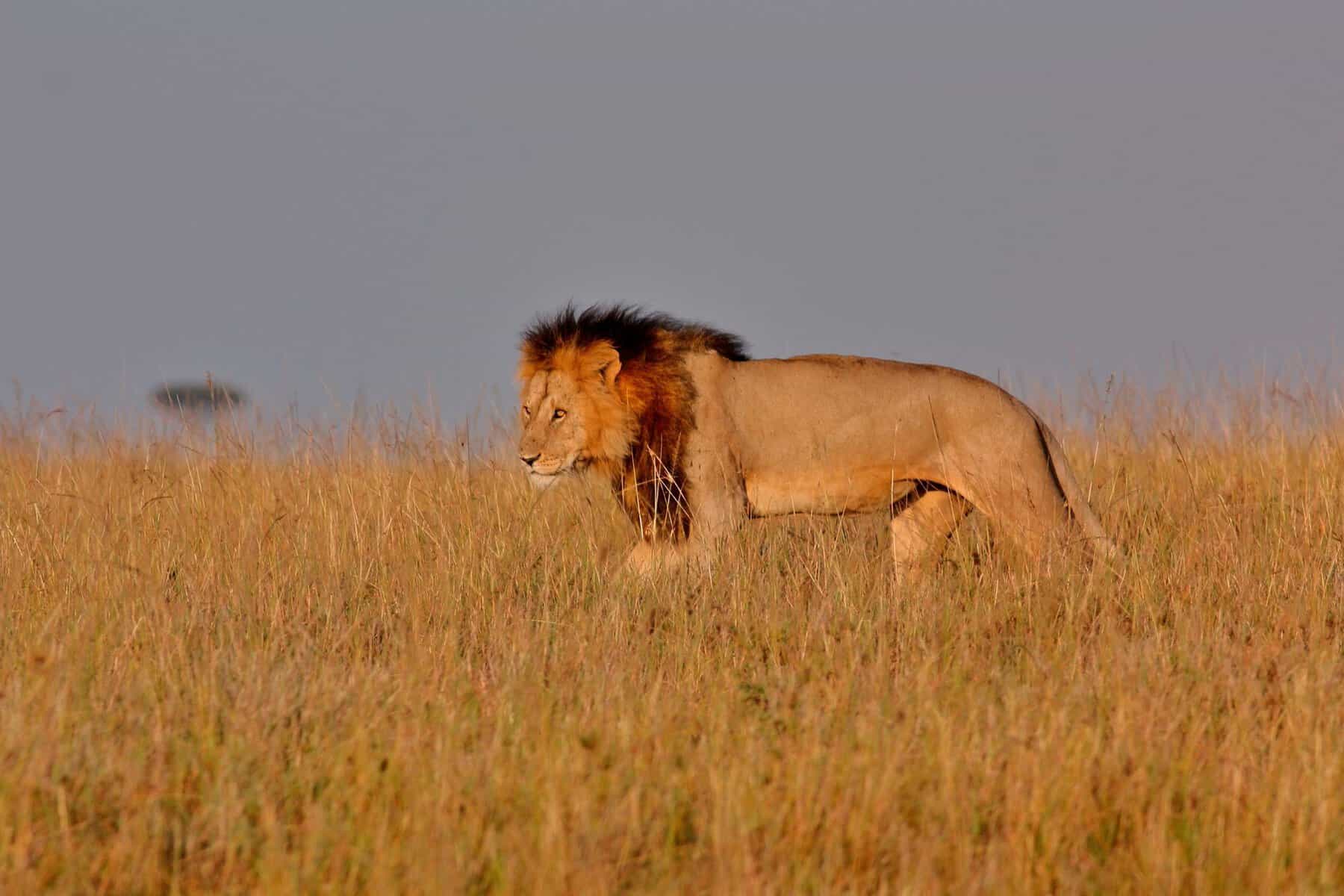 Masai Mara