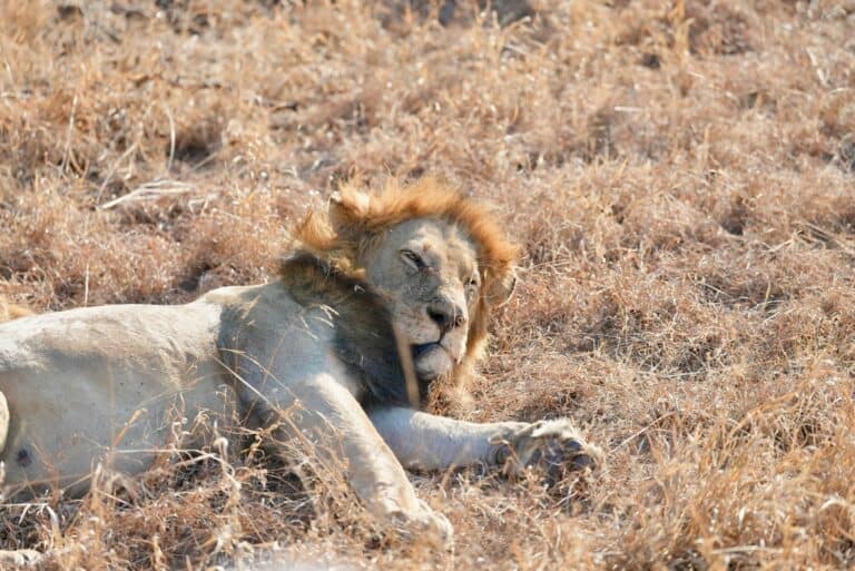 Hazyview, Kruger