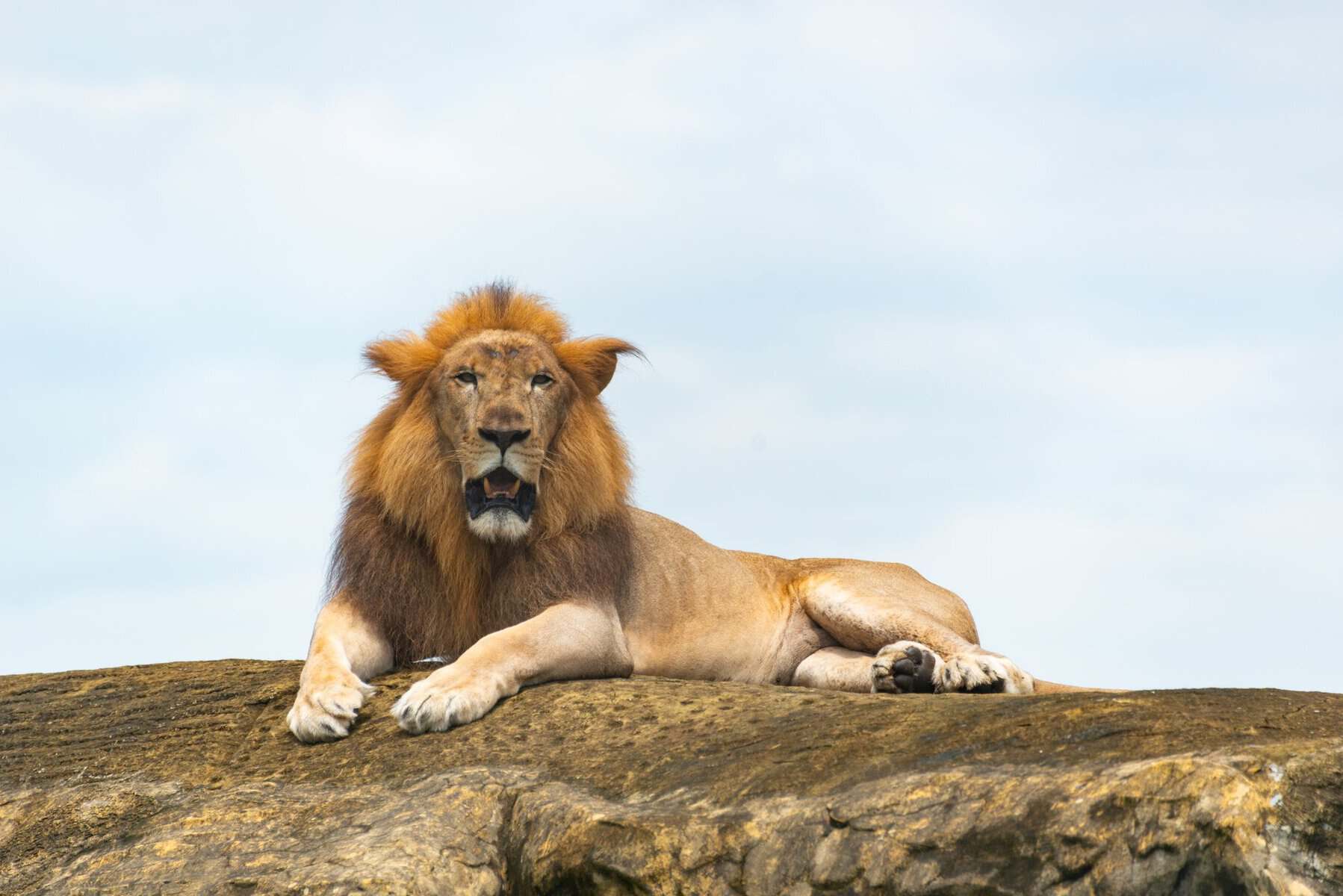 Serengeti