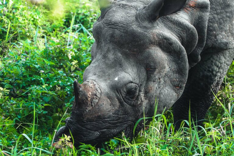 A one-horned rhino grazing in Chitwan