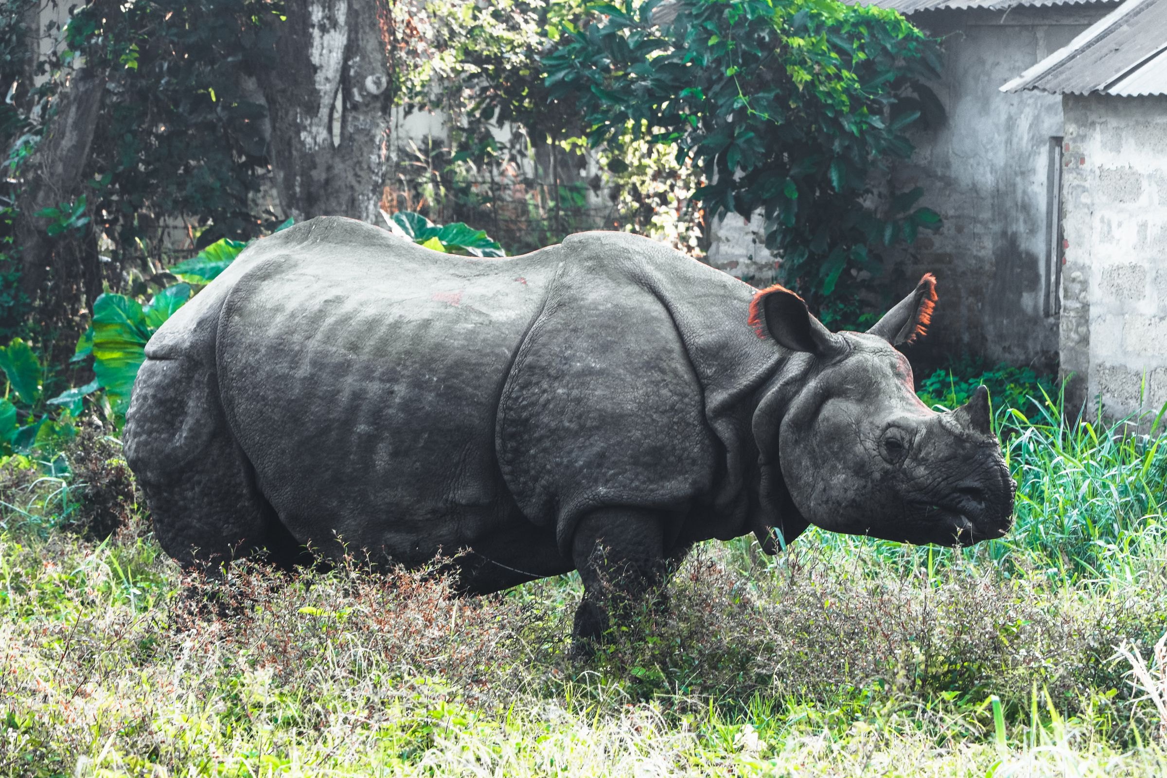 A one-horned rhino in Nepal's lush greenery