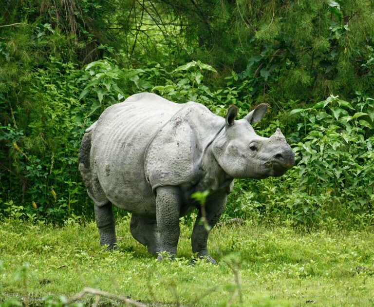 A one-horned rhino in the jungle of Chitwan