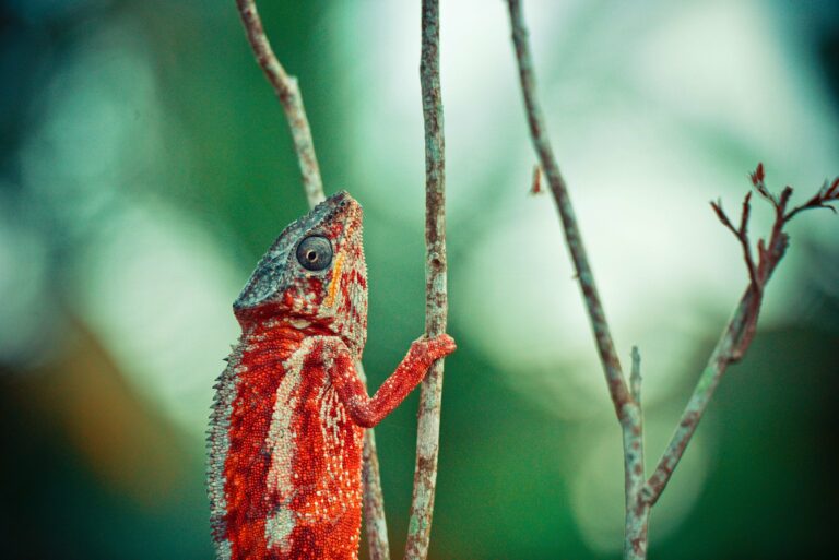 A panther chameleon climbing a branch