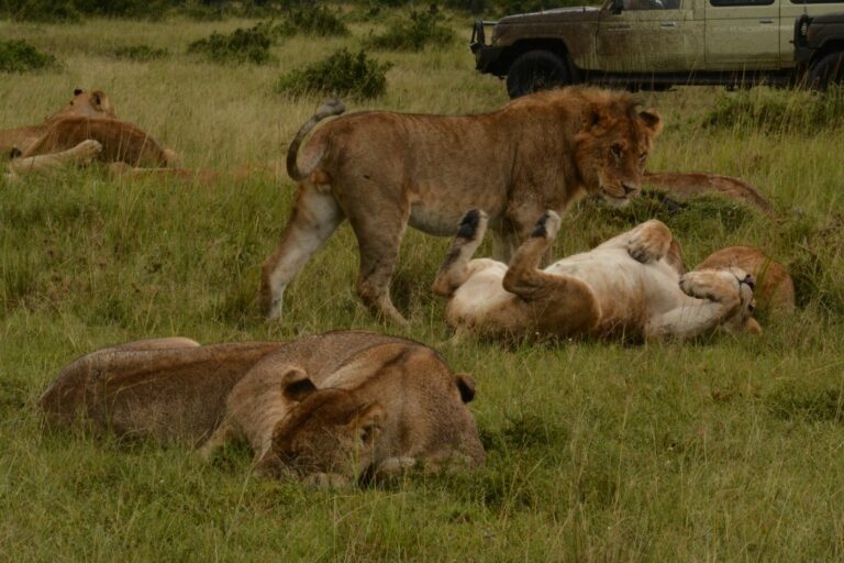 Masai Mara