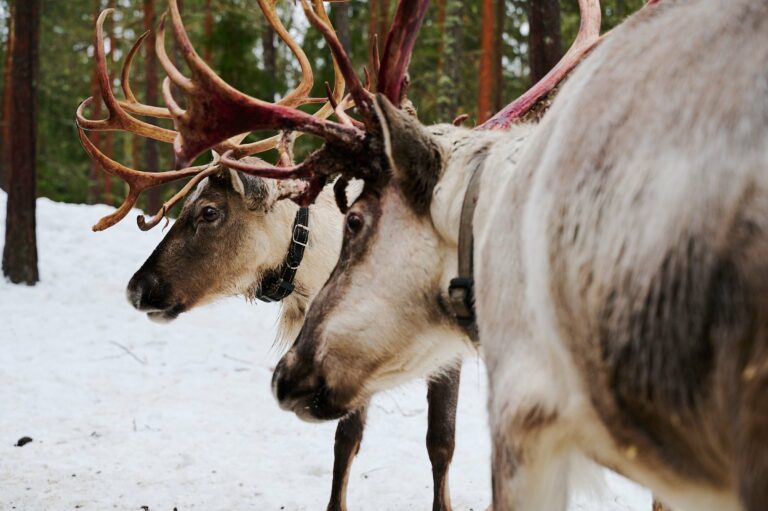 A reindeer with antlers in a snowy forest