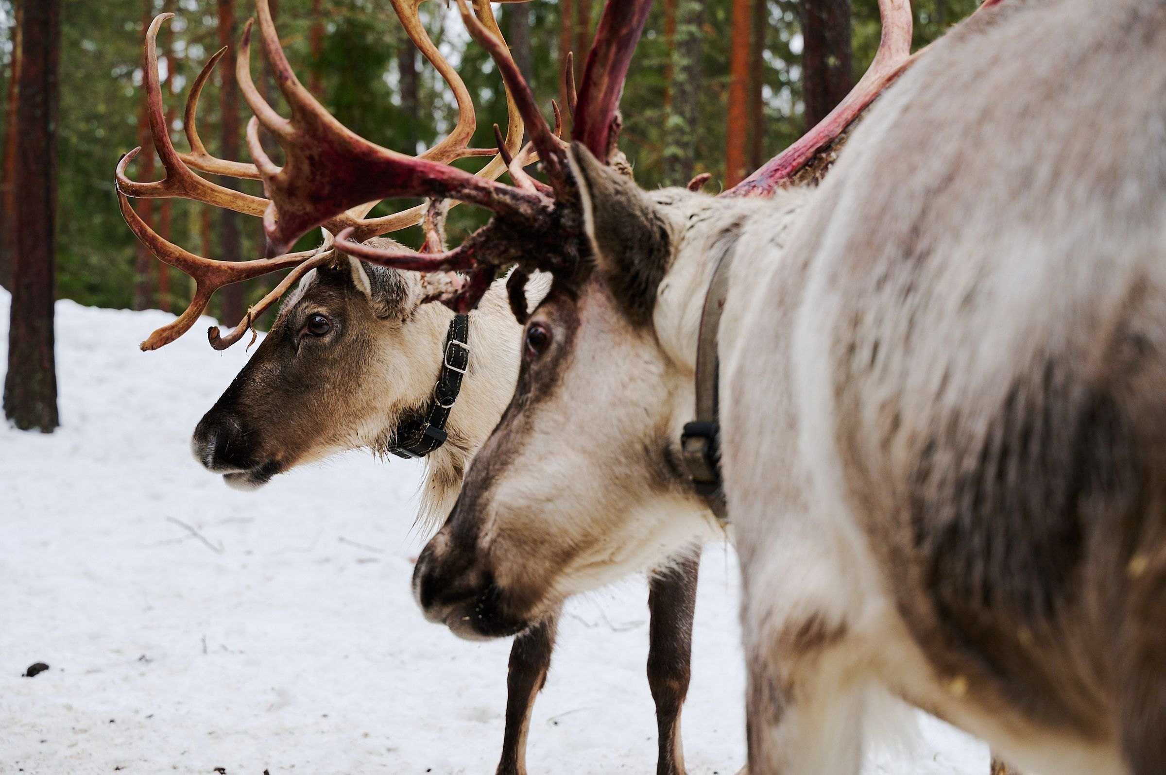 A reindeer with antlers in a snowy forest