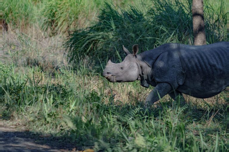 A rhino walking through tall grass