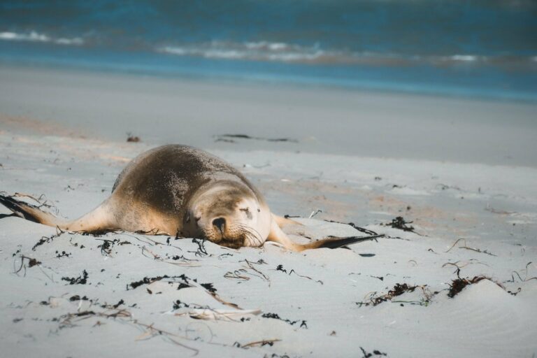 A sea lion asleep on the sand