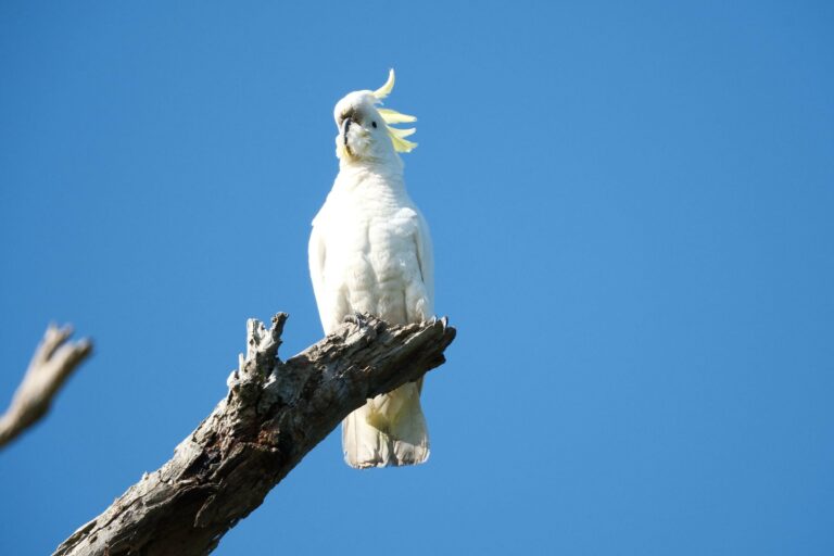 A sulphur-crested cockatoo on a branch