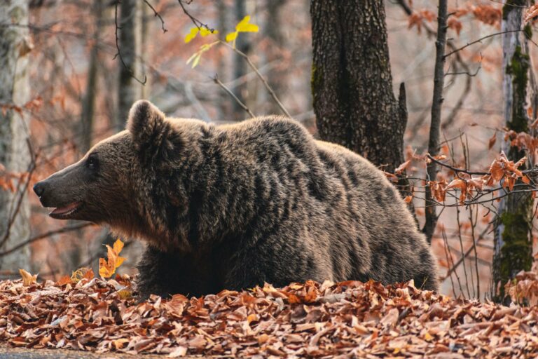A wild brown bear resting among autumn leaves