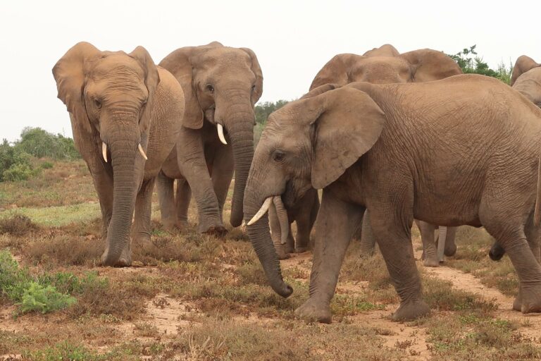 A herd of elephants in Addo Elephant National Park