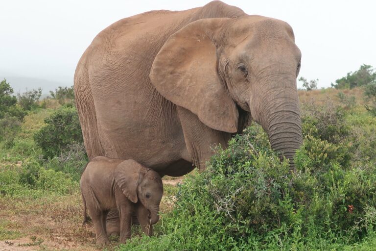 A mother and calf in Addo Elephant National Park
